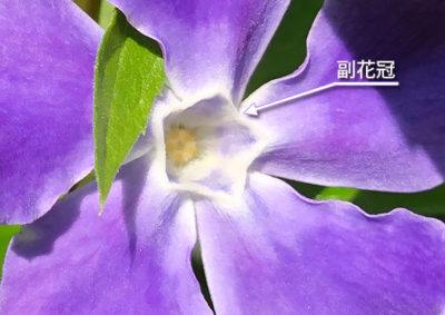 近くの林縁の春の野草 ヒメツルニチニチソウ 池ちゃんの自然観察