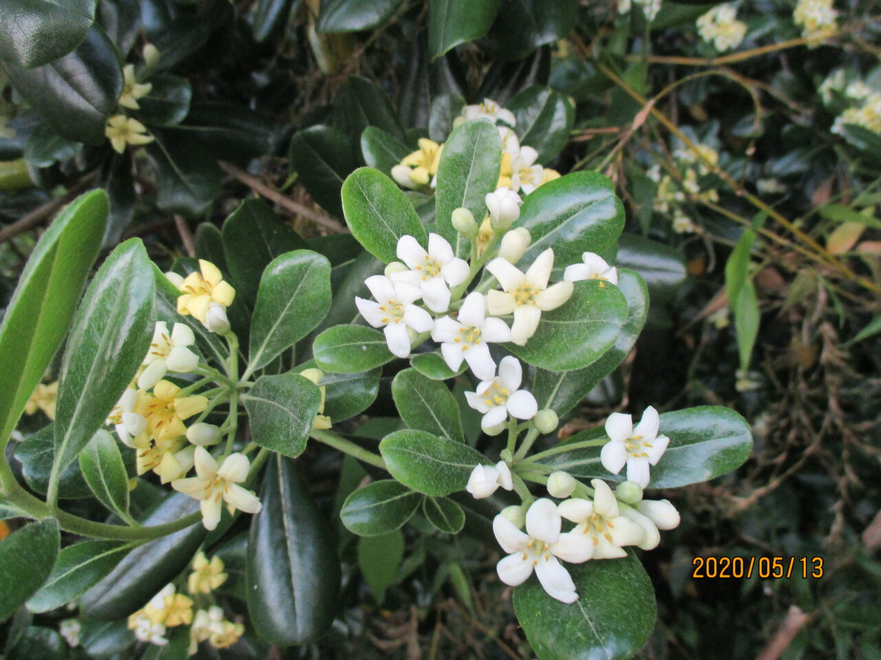 初夏の雑木林の林縁の花 トベラ 池ちゃんの自然観察 初夏の雑木林の林縁の花 トベラ 池ちゃんの自然観察