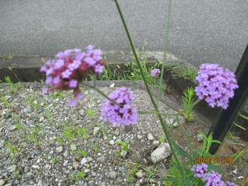 バーベナ ボナリエンシスの花を見ました 池ちゃんの自然観察