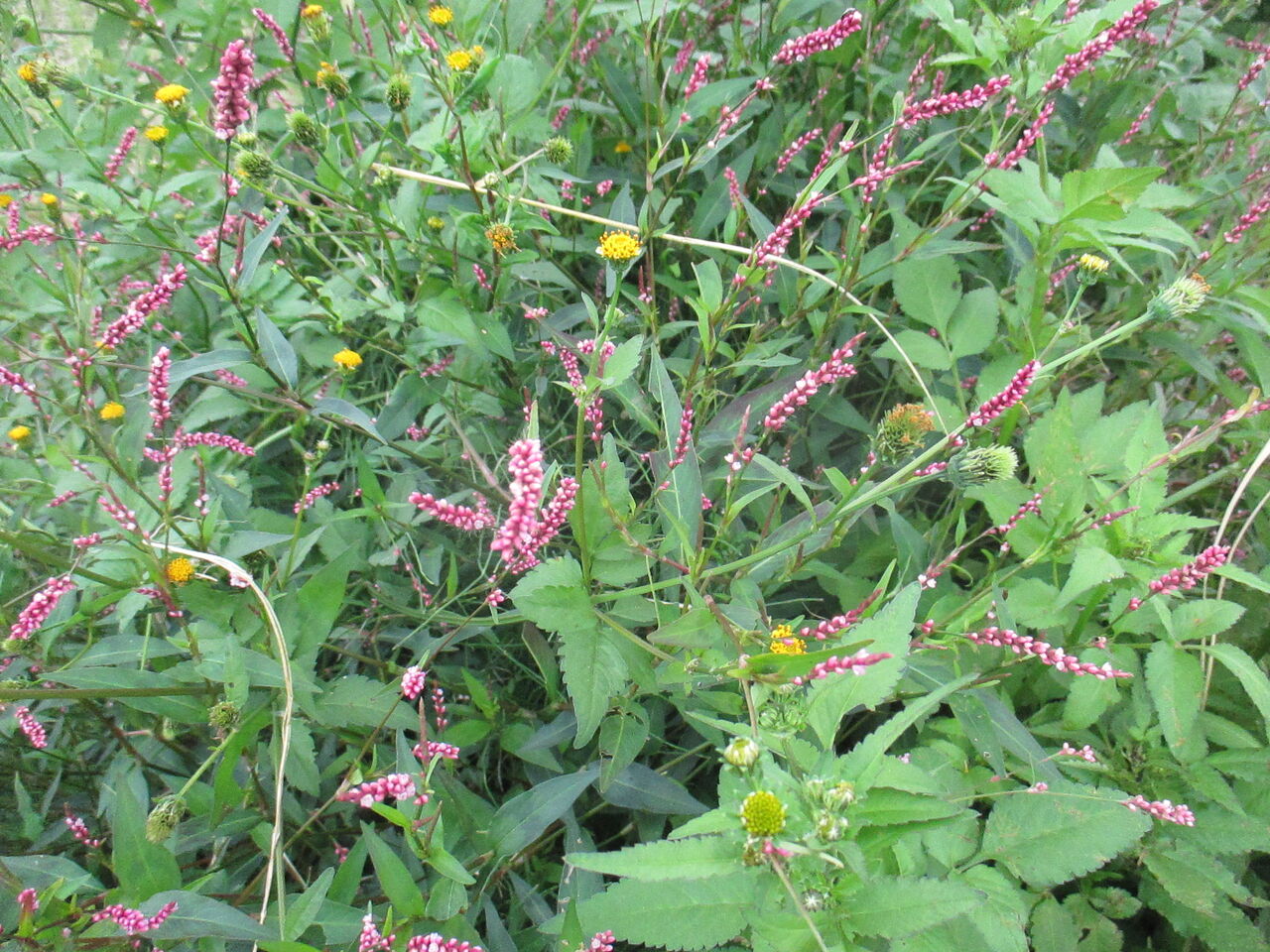 秋の雑草 イヌタデ アカマンマ の花を鑑賞しました 池ちゃんの自然観察 秋の雑草 イヌタデ アカマンマ の花を鑑賞しました 池ちゃんの自然観察