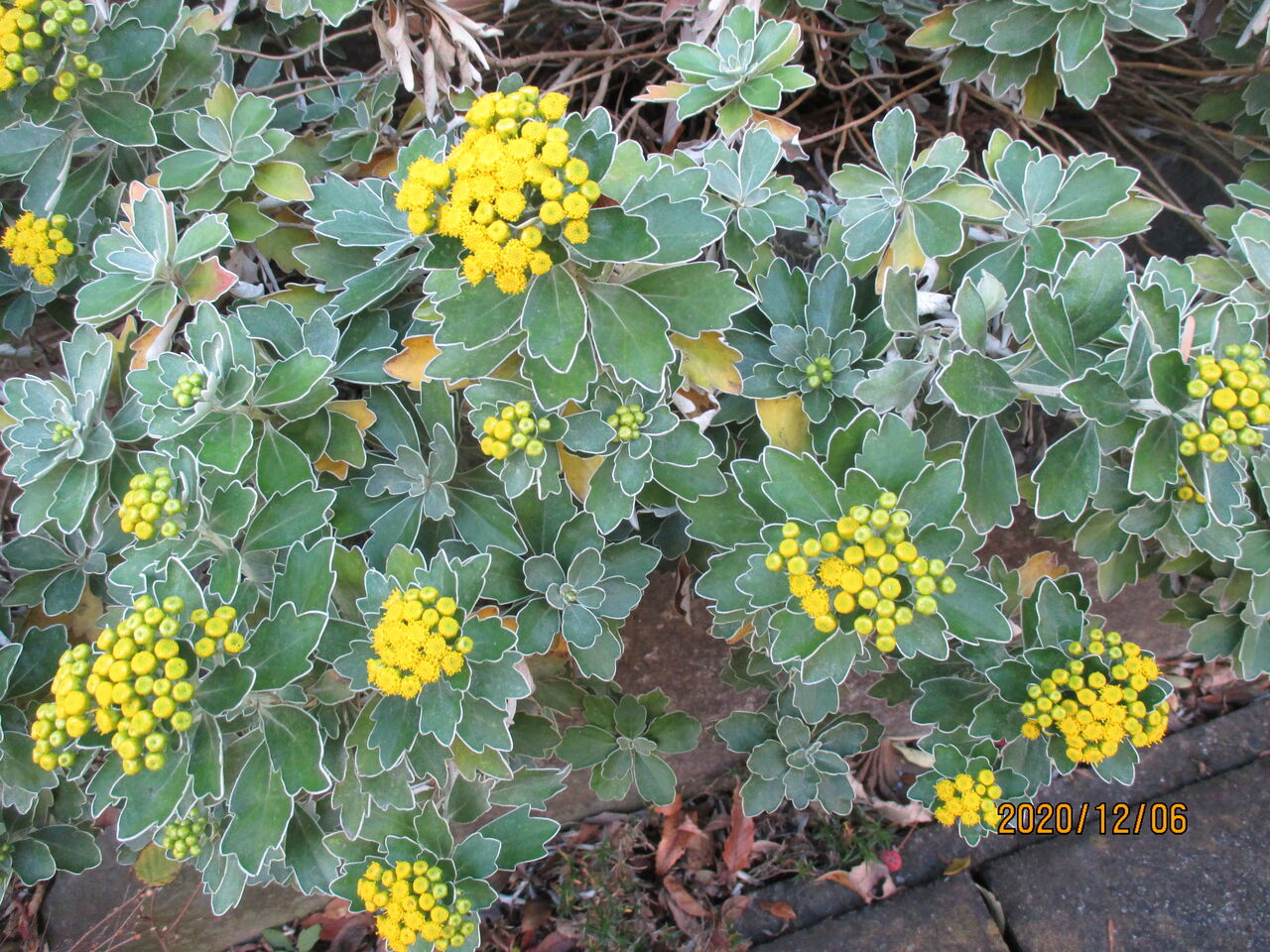 秋も深まり イソギクの花が咲き始めました 池ちゃんの自然観察