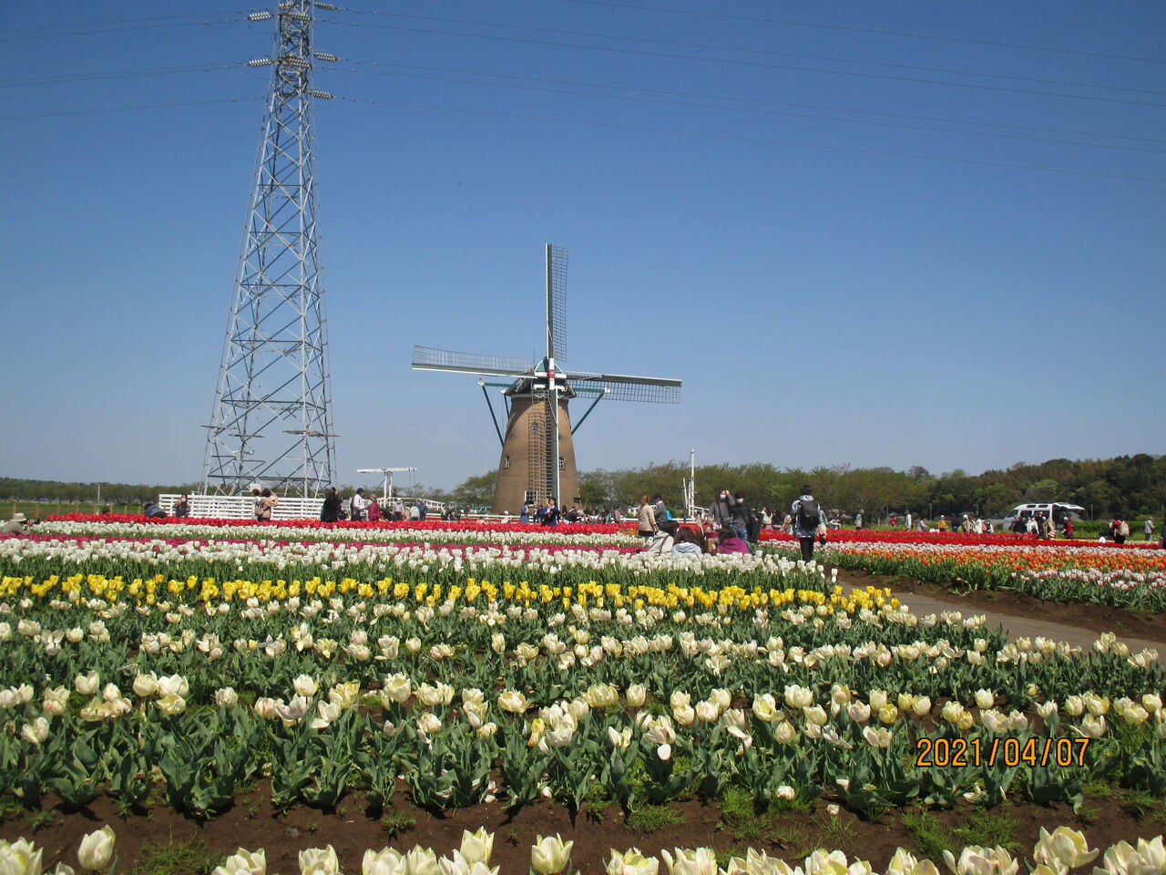 印旛沼湖畔のチューリップの花を楽しみました 池ちゃんの自然観察