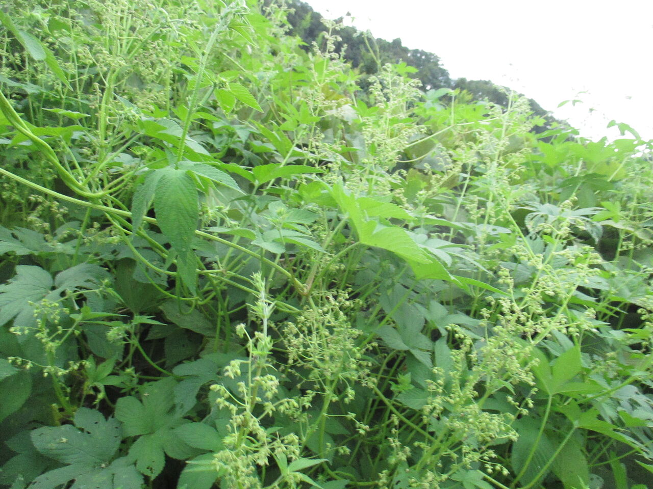 秋の野道にはカナムグラが大繁茂しています 池ちゃんの自然観察