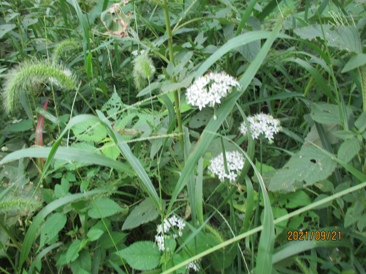 秋の野道で エノコログサ コセンダングサ ジュズダマ イヌタデ クズの花などを観察しました 池ちゃんの自然観察