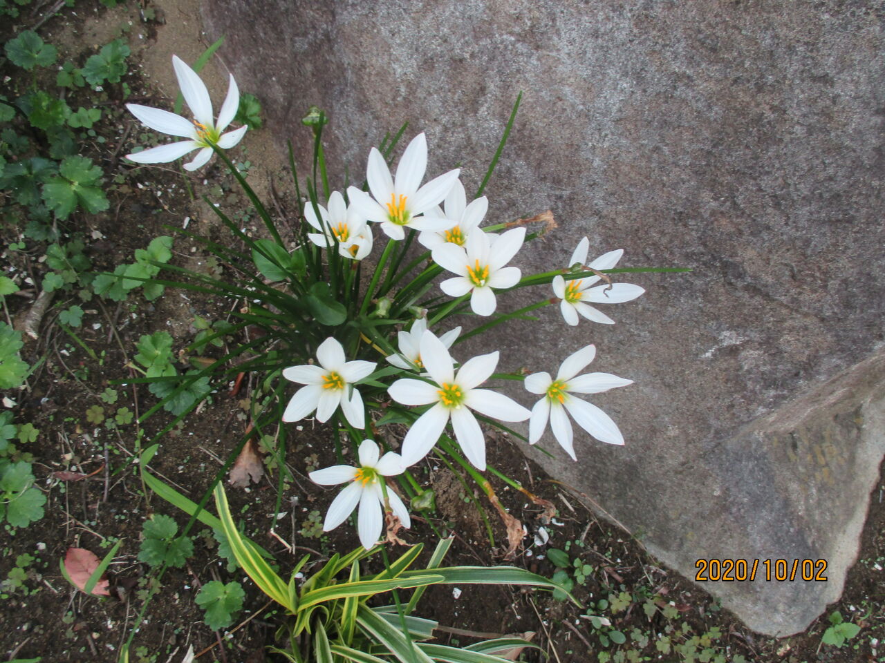 大きな石垣の下でタマスダレの花が咲き始めました 池ちゃんの自然観察 大きな石垣の下でタマスダレの花が咲き始めました 池ちゃんの自然観察