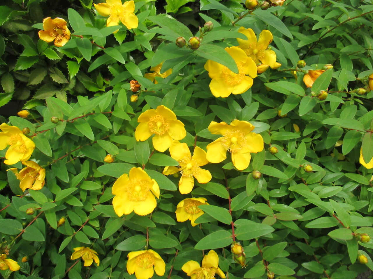 キンシバイやビョウヤナギの金色の花が目立つ季節となりました 池ちゃんの自然観察