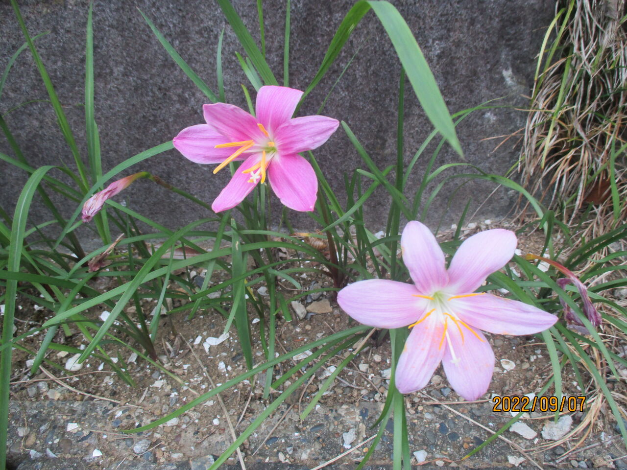 池ちゃんと印旛沼