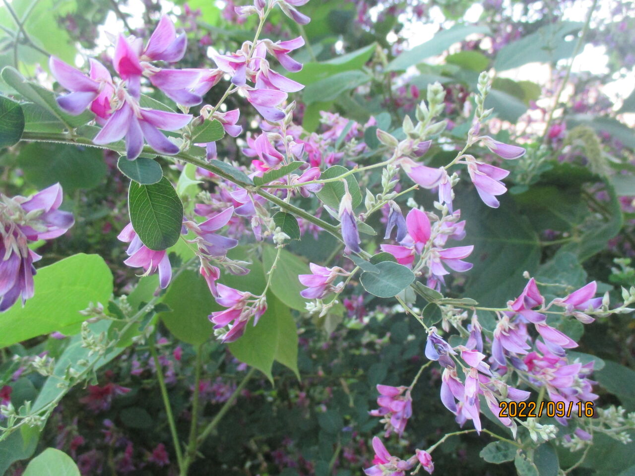 22年09月 池ちゃんと印旛沼