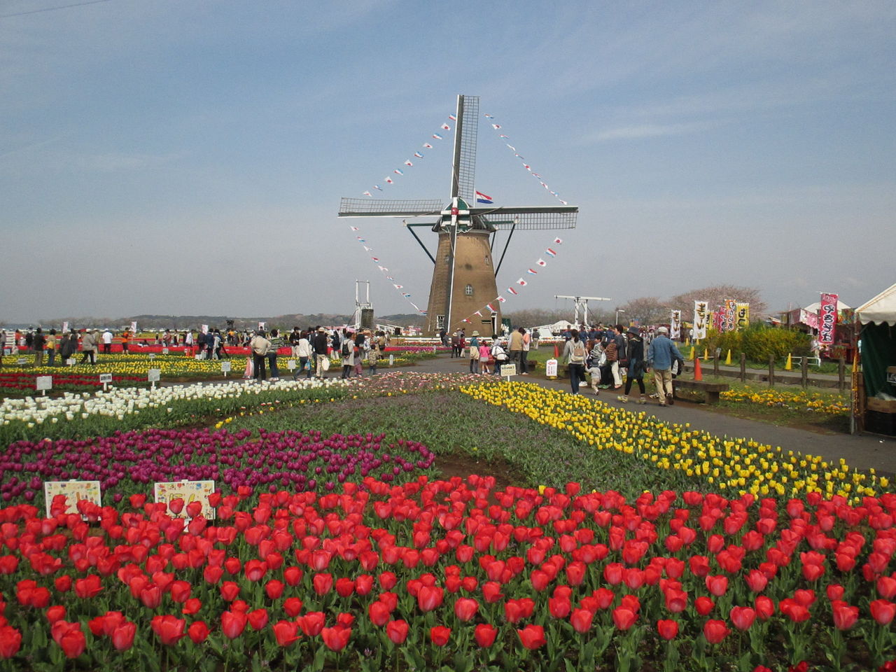 佐倉チューリップフェスタが始まりました 池ちゃんと印旛沼