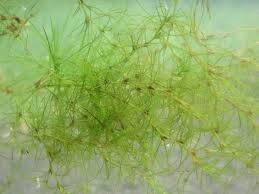 印旛沼の埋土種子から復元した水草は、どんな姿形をしているのでしょうか? : 池ちゃんと印旛沼