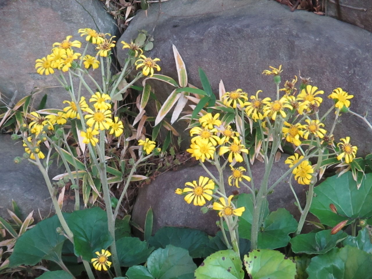 寒くなりましたが 近くではこんな花も見られました 池ちゃんと印旛沼
