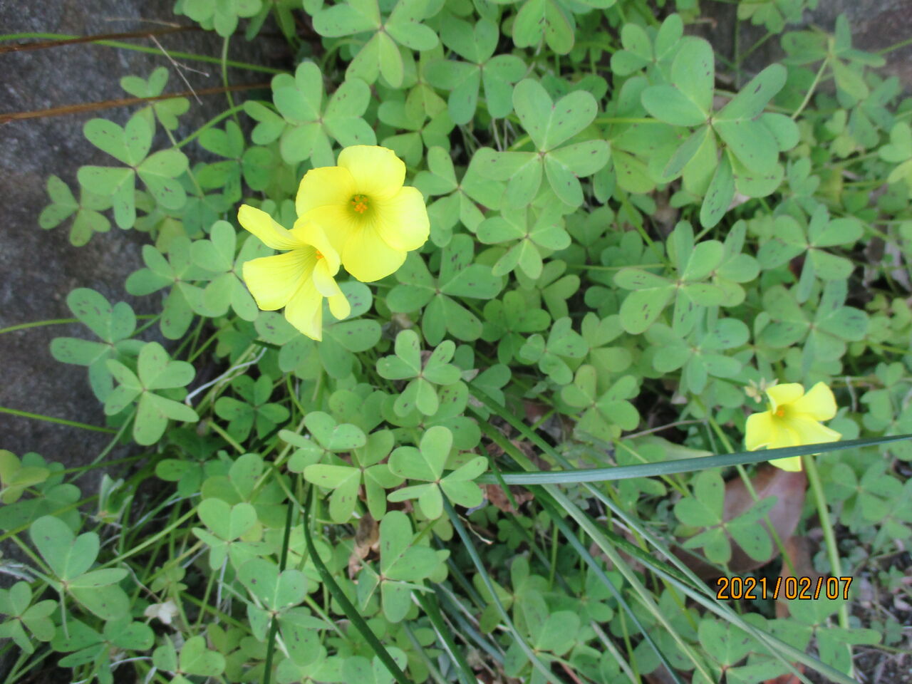 オオキバナカタバミの花が咲き始めました 池ちゃんと印旛沼