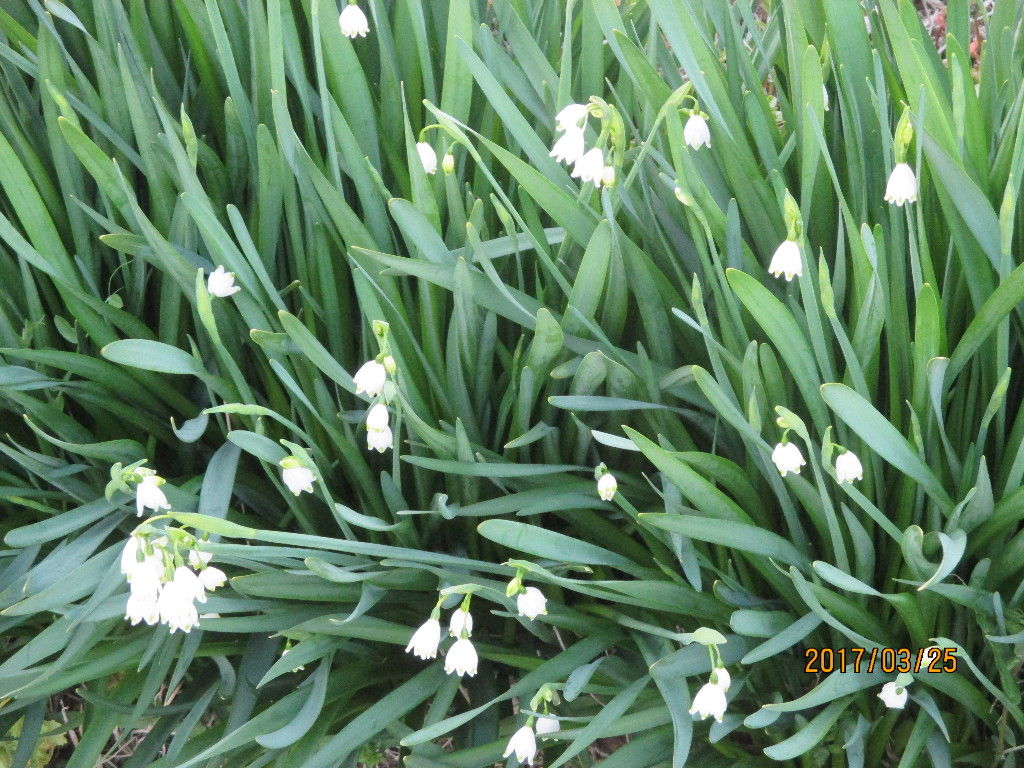 17年04月 池ちゃんと印旛沼