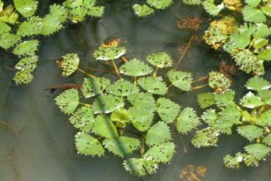 オニビシは印旛沼の水草を破滅させた元凶です 池ちゃんと印旛沼