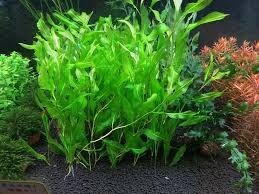 印旛沼の埋土種子から復元した水草は、どんな姿形をしているのでしょうか? : 池ちゃんと印旛沼