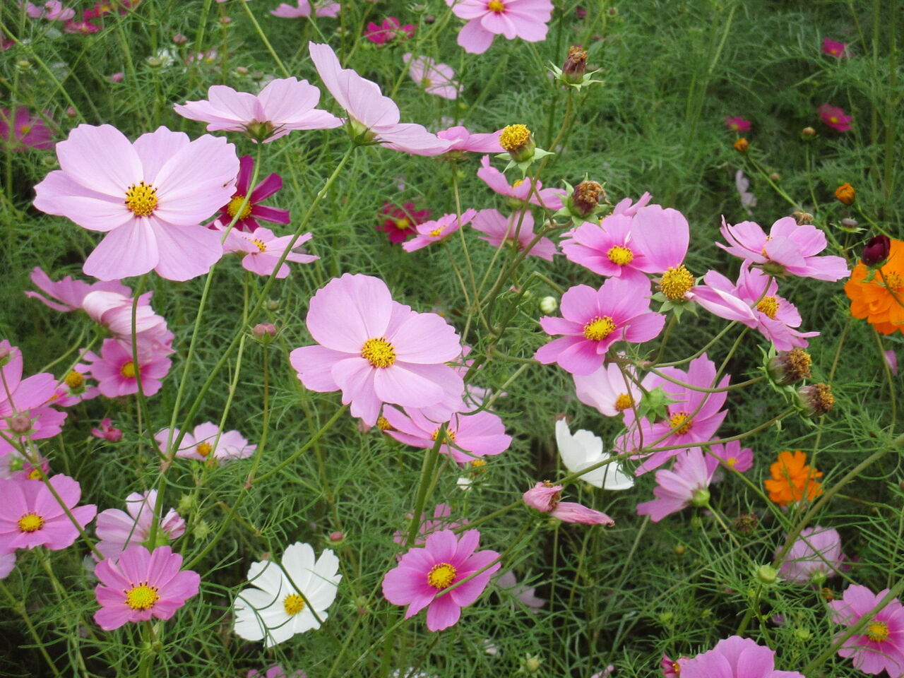 印旛沼湖畔で満開のコスモスの花を楽しみました 池ちゃんと印旛沼