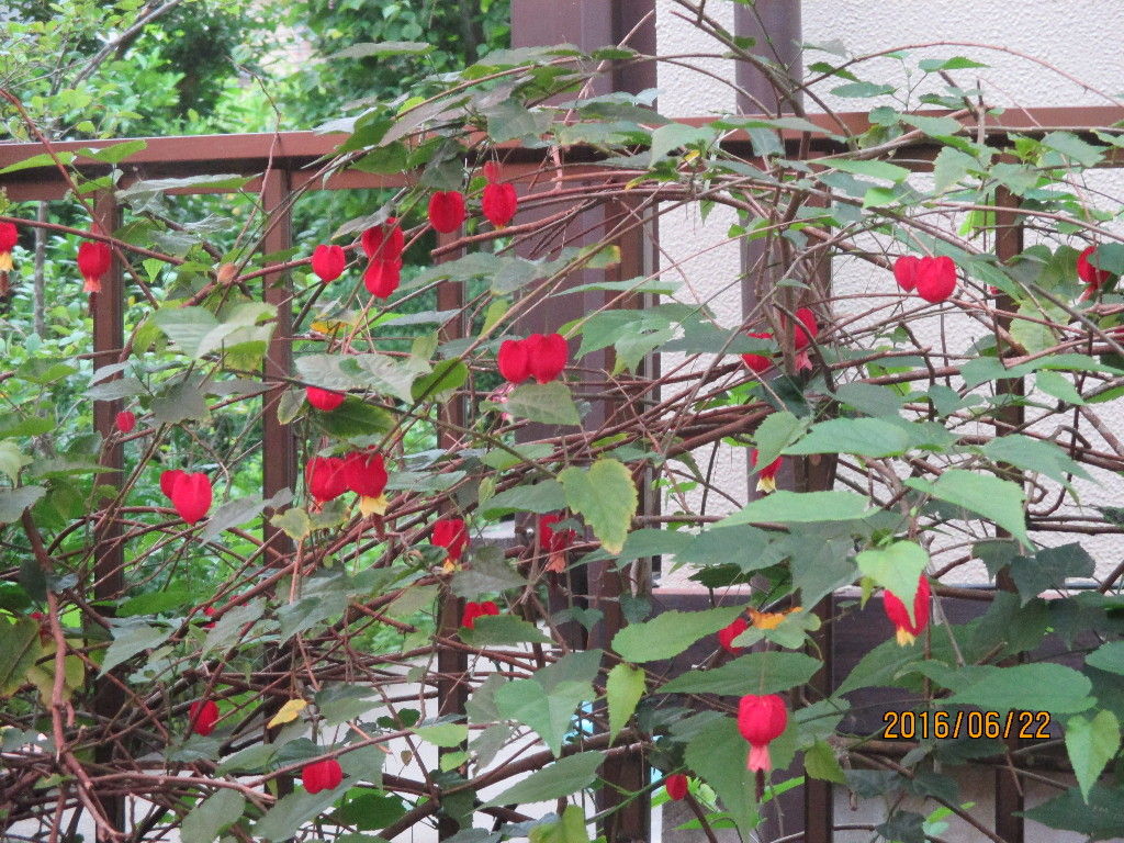 意外な場所にも花々が咲いていました 池ちゃんと印旛沼 意外な場所にも花々が咲いていました 池ちゃんと印旛沼