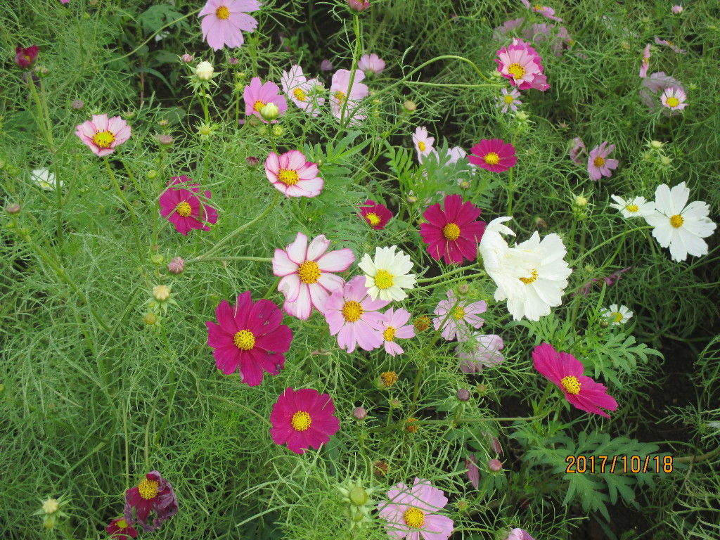 コスモスの花の観察の手引きを作りました 池ちゃんと印旛沼 コスモスの花の観察の手引きを作りました 池ちゃんと印旛沼