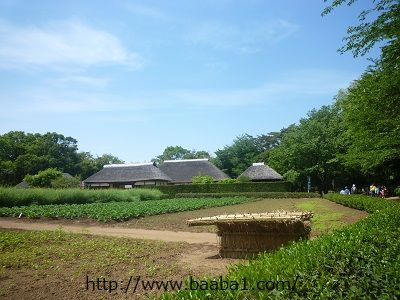 栄町ではどんな独自の環境保全活動を行っているのでしょう? : 池ちゃんと印旛沼