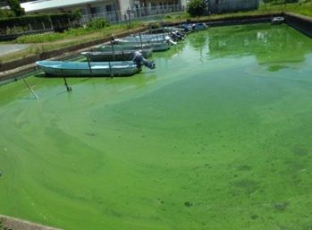 霞ヶ浦のアオコ対策の全貌が分かりました! : 池ちゃんと印旛沼
