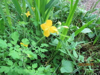 クサノオウの花