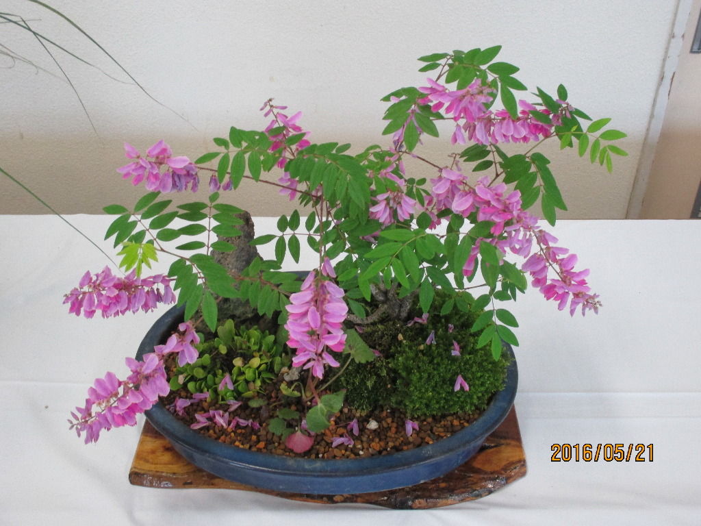 初夏の井野 青菅 先崎を散策しました その3 池ちゃんと印旛沼