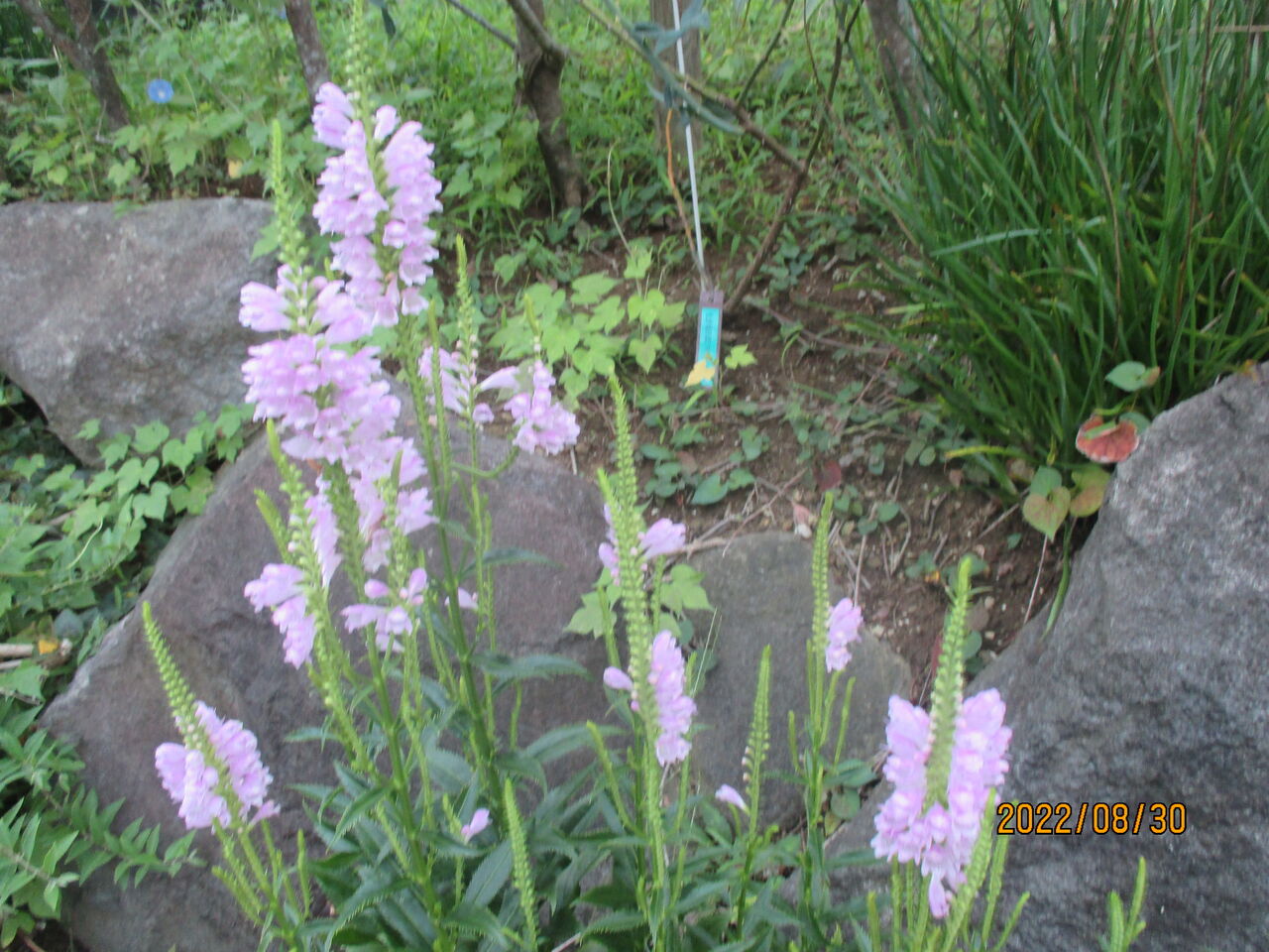 22年09月 池ちゃんと印旛沼