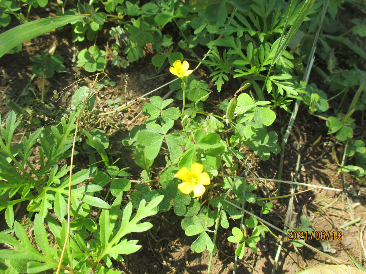 近くの雑木林の林縁でムラサキカタバミの花を見つけました 池ちゃんと印旛沼
