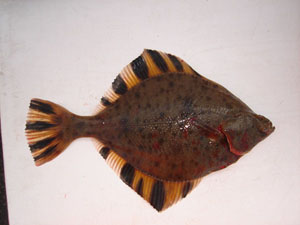 ヒラメその3 メスは図々しい チャーマス 北村秀行のトライ エラーの釣り