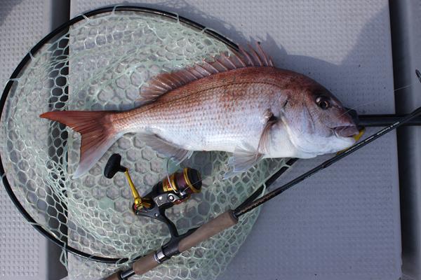 第2回 鯛釣り 今昔 今はこれだ チャーマス 北村秀行のトライ エラーの釣り