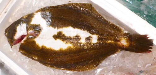 ヒラメ その2 異体類を知っていますか チャーマス 北村秀行のトライ エラーの釣り