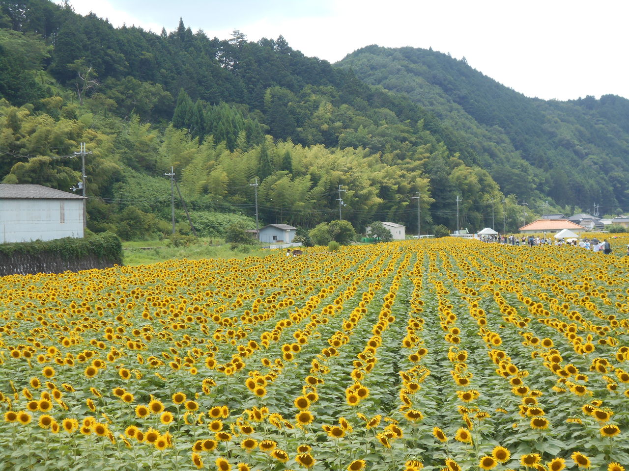 ひまわり畑 山形地区振興協議会のブログ ひまわり畑 山形地区振興協議会のブログ