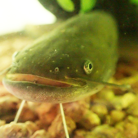 ナマズは混泳できるのか 生きものみつけた