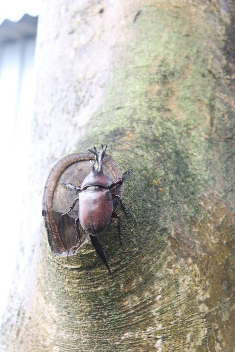 カブトムシとハムスターの対決 生きものみつけた