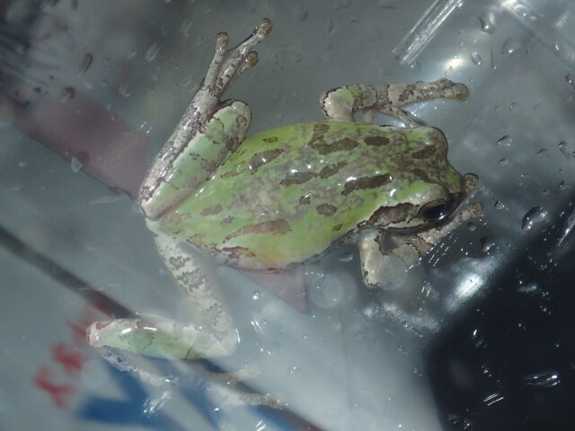 アマガエルの変色 生きものみつけた