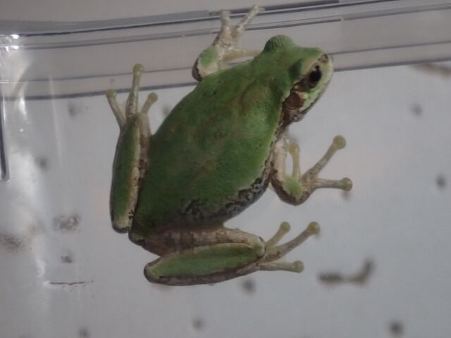 アマガエルの変色 生きものみつけた