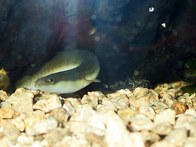 アカハライモリとニホンウナギとカダヤシとハゼとヌマエビは共存できるのか １ 生きものみつけた