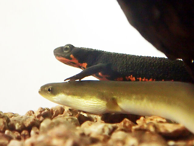 アカハライモリとニホンウナギ 生きものみつけた