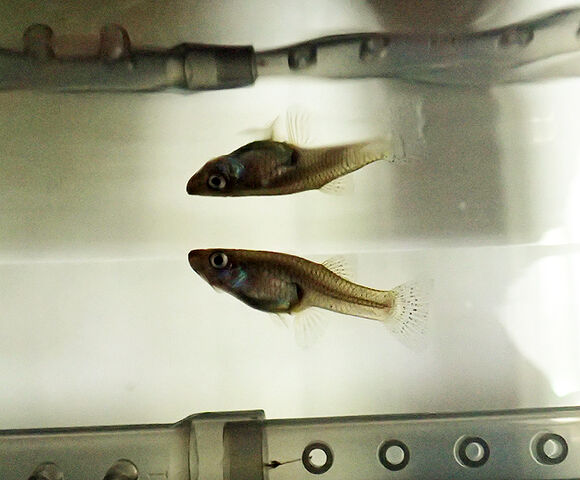 アカハライモリとメダカは共存できるのか 生きものみつけた