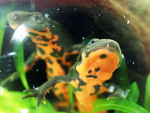 アカハライモリの卵にカビが生えた 生きものみつけた アカハライモリの卵にカビが生えた 生きものみつけた