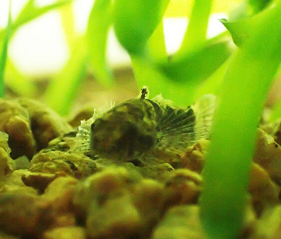 アカハライモリとメダカは共存できるのか 生きものみつけた