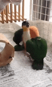 動画 ハムスター捕まえねずみ車に入れ強制回転させる鬼インコ 生き物まとめ 動画 ハムスター捕まえねずみ車に入れ強制回転させる鬼インコ 生き物まとめ