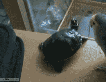 動画 ハムスター捕まえねずみ車に入れ強制回転させる鬼インコ 生き物まとめ 動画 ハムスター捕まえねずみ車に入れ強制回転させる鬼インコ 生き物まとめ