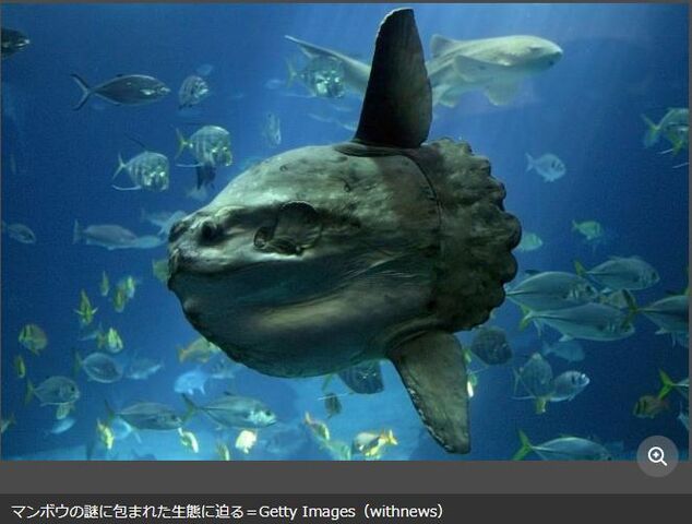 キャプチャ
