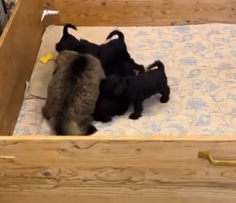 スクリーンショット 2025-07-27 173013