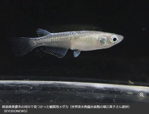 キャプチャ
