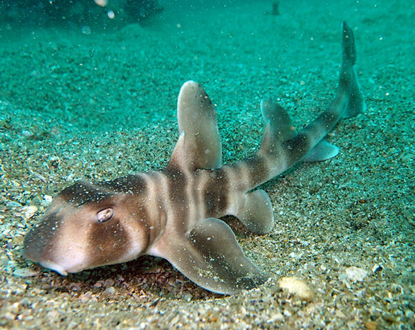 食べるか ペットにするか 迷ってしまう 生きもの 地球ってわくわくランド