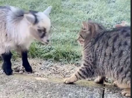 キャプチャこやぎ