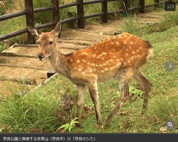 キャプチャ