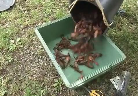 キャプチャ2